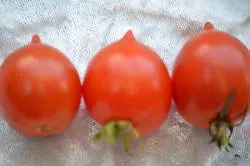 BIO-Samen Tomate Kirsch- Piennolo