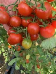 BIO-Samen Tomate Kirsch- Primavera