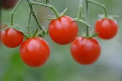 BIO-Saatgut Tomate ’Honigtomate’ Kirschtomate