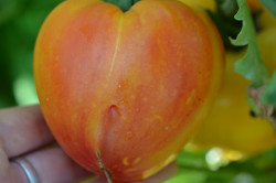 BIO-Pflanze Tomate Fleisch- Orange Russian 117