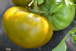 BIO-Pflanze Tomate Fleisch- Green Moldovan