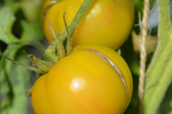 BIO-Pflanze Tomate Fleisch- Golden Queen