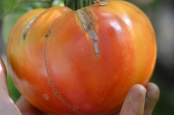 BIO-Pflanze Tomate Fleisch- Hillbilly