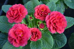 BIO-Blumen Primel Englische- Carmen gefüllt rot