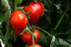 BIO-Tomatenpflanzen Freilandtomaten Paket