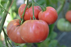 BIO-Tomatenpflanzen Salattomaten Paket