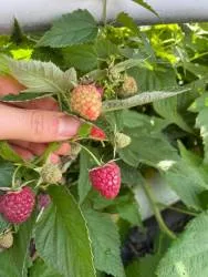 BIO-Beerenpflanze Herbst-Himbeere 'Little Sweet Sister' Topfhimbeere für Balkon und Terrasse