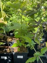 BIO-Beerenpflanze Himbeere zweimal tragend 'Sugana Rot'