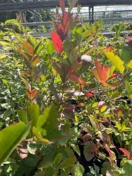 BIO-Aroniabeere 'Nero'