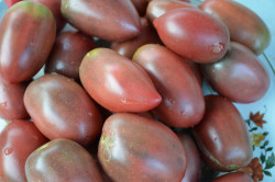 BIO-Tomatenpflanzen Soßen- und Suppentomaten Paket