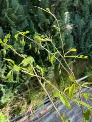 BIO-Pflanze Gojibeere