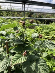 BIO-Beerenpflanze Tayberry