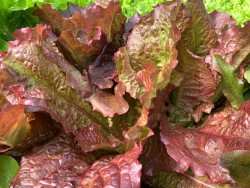 BIO-Samen Salat Pflück- Red Bone Eichblattsalat Rot