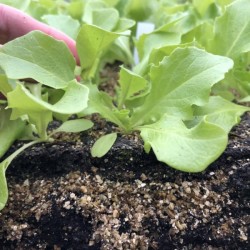 BIO-Jungpflanzen Kopfsalat grün 6 Stück