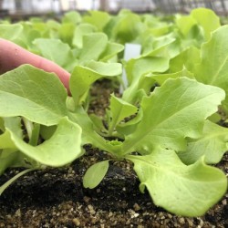 BIO-Jungpflanzen Kopfsalat bunt 6 Stück