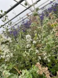 BIO-Kräuter-Pflanze Oregano Syrischer Oregano