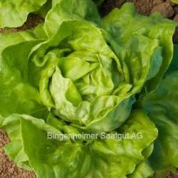 BIO-Samen Salat Kopfsalat Neckarriesen