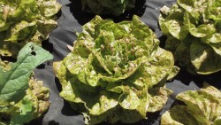 BIO-Samen Salat Kopfsalat Bunte Forellen