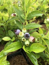 BIO-Beerenpflanze Little Blue Wonder