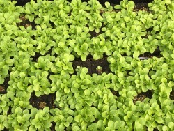 BIO-Jungpflanzen Feldsalat  6 Stück