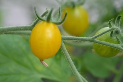 BIO-Pflanze Kirschtomate 'Kleine Gelbe aus Estland'