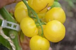 BIO-Pflanze Kirschtomate 'Zitronentraube'