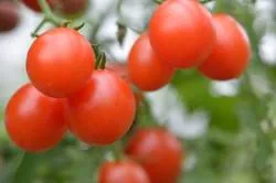 BIO-Pflanze Kirschtomate 'Trixi'