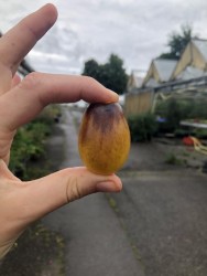BIO-Pflanze Kirschtomate 'Kumquat'