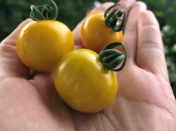 BIO-Pflanze Kirschtomate 'Bolivianische Obsttomate'