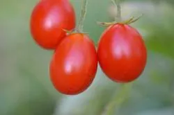 BIO-Pflanze Kirschtomate 'Rosa Quartz Multiflora'