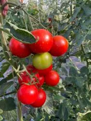 BIO-Pflanze Runde Stabtomate 'Ricca'