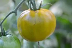 BIO-Pflanze Runde Stabtomate 'Poma Amoris'