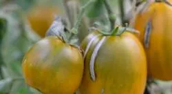 BIO-Pflanze Runde Stabtomate 'Dino Eggs'