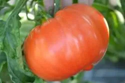 BIO-Pflanze Fleischtomate 'Potiron rouge'