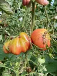 BIO-Pflanze Fleischtomate 'Mexican Rose'