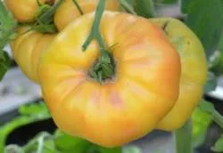 BIO-Pflanze Fleischtomate 'Gelbe Riesenfleisch'