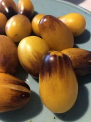 BIO-Saatgut Kirschtomate 'Kumquat'