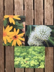 Postkartenset Insektenfreunde 3 Stück