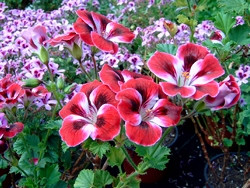 P Englische Geranie Royal Ascot BIO-Blumen Pflanze