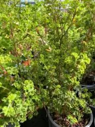 BIO-Pflanze Duftpelargonie Zitrone kleinblättrig