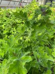 BIO-Pflanze Duftpelargonie Schokominz