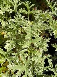 BIO-Pflanze Duftpelargonie 'Lady Plymouth'