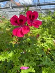 BIO-Pflanze Duftpelargonie 'Kölnisch Wasser'
