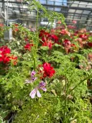 BIO-Pflanze Duftpelargonie 'Balsamduft'