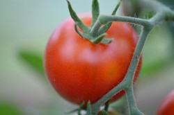 BIO-Saatgut Normale Tomate 'Extra Early'