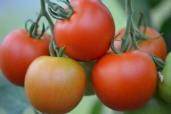BIO-Saatgut Normale Tomate 'Deutsche Kartoffeltomate'