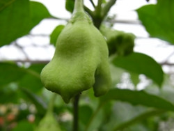 BIO-Pflanze Chili mittelscharf Tulpenpaprika
