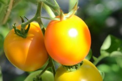 BIO-Saatgut Normale Tomate 'Auriga'