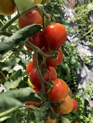 BIO-Saatgut Normale Tomate 'Hato rot' Freiland geeignet