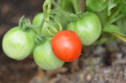BIO-Saatgut Normale Tomate 'Dorle' Freiland geeignet